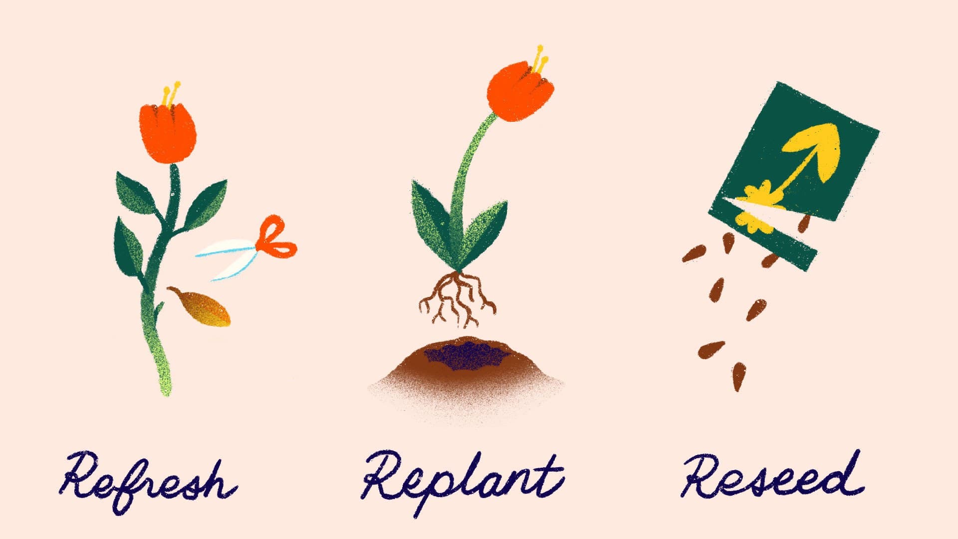 Illustration of three gardening steps: refresh, showing trimming a flower; replant, showing a flower with exposed roots over soil; and reseed, showing seeds being poured from a packet.