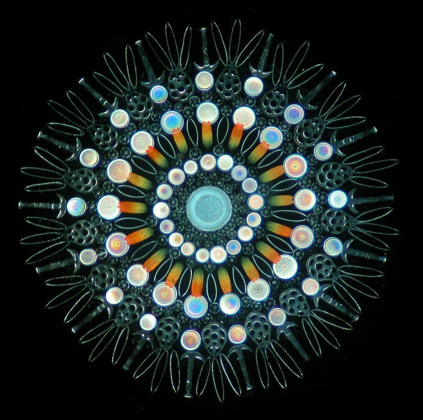 Victorian diatom
